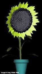Sunflower by Psykik